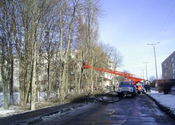 Обрізка дерев по місту