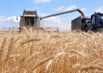 Повідомлення для виробників гречки, жита, проса, та вівса