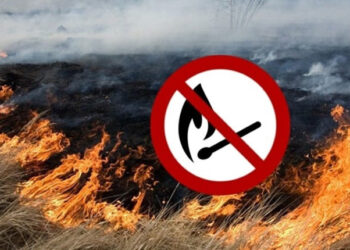 Чому не можна палити суху траву та які альтернативи