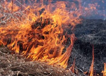 Не спалюйте суху рослинність – це небезпечно